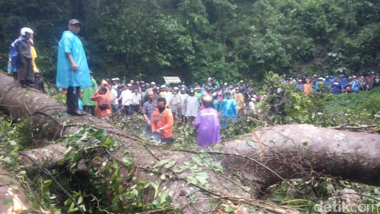 3 Pohon Tumbang di Gumitir, Jalur Jember-Banyuwangi Macet Total 3 Pohon Tumbang di Gumitir, Jalur Jember-Banyuwangi Macet Total