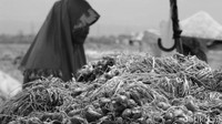 Kalau ilusinya terasa, kamu bisa melihat petani yang sedang memanen bawang merah. (Foto: detikHealth)
