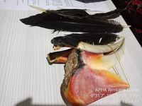 Bukti paruh burung rangkong.