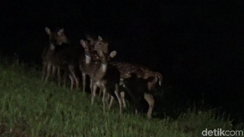 Baru Ditangkarkan di Lhokseumawe, Rusa Totol dari Istana Bogor Patah Kaki Baru Ditangkarkan di Lhokseumawe, Rusa Totol dari Istana Bogor Patah Kaki