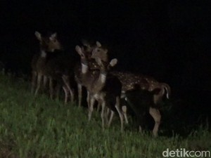 Baru Ditangkarkan di Lhokseumawe, Rusa Totol dari Istana Bogor Patah Kaki