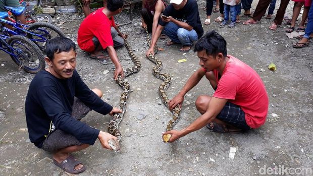 1 Lagi Ular Ditangkap Pascaserangan Piton ke Warga Gunungkidul