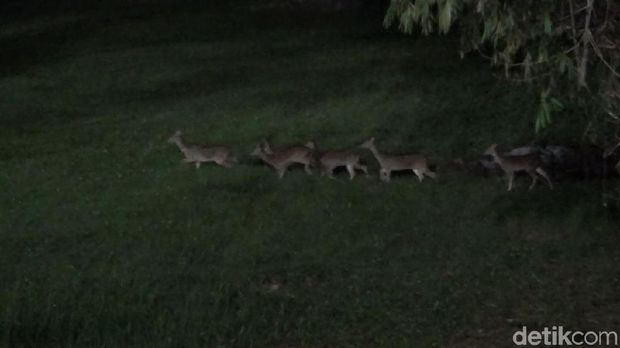 Baru Ditangkarkan di Lhokseumawe, Rusa Totol dari Istana Bogor Patah Kaki