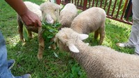 Domba ini didatangkan langsung dari Kecamatan Batur, Banjarnegara. Selain memiliki bulu yang tebal, domba ini juga tidak memiliki tanduk (Uje Hartono/detikTravel)