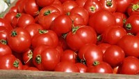 Sama seperti keju, tomat mengandung tyramine. Senyawa yang memproduksi norepinefrin, neurotransmitter yang merangsang aktivitas otak. Foto: Istimewa