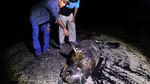 Bangkai Dugong Ditemukan Terdampar di Pantai Riau