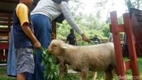 Pengunjung di Taman Rekreasi Marga Satwa (TRMS) Serulingmas Banjarnegara, bisa memberikan makan pada Dombat (Uje Hartono/detikTravel)