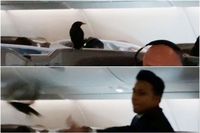 Momen saat burung yang ada di dalam pesawat Singapore Airlines berusaha ditangkap awak kabin