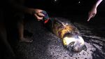 Bangkai Dugong Ditemukan Terdampar di Pantai Riau