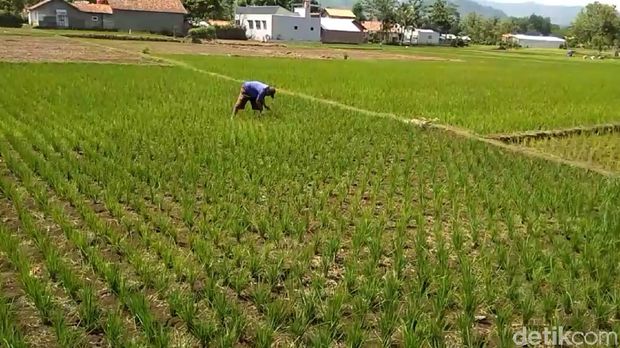 Bendung Rusak Kena Banjir, 450 Ha Sawah di Brebes Tak Terairi
