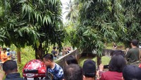 Sejurus kemudian, 25 orang bahu membahu membopong buaya sebesar 600 kg itu. Usai bisa dijinakan, buaya yang memasuki usia 25 tahun itu langsung dibawa ke penangkaran di Bitung di bawah pengawasan Pusat Penyelamatan Satwa, Tasikoki.