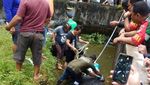 Detik-detik Menegangkan Evakuasi Buaya 600 Kg Pemakan Orang