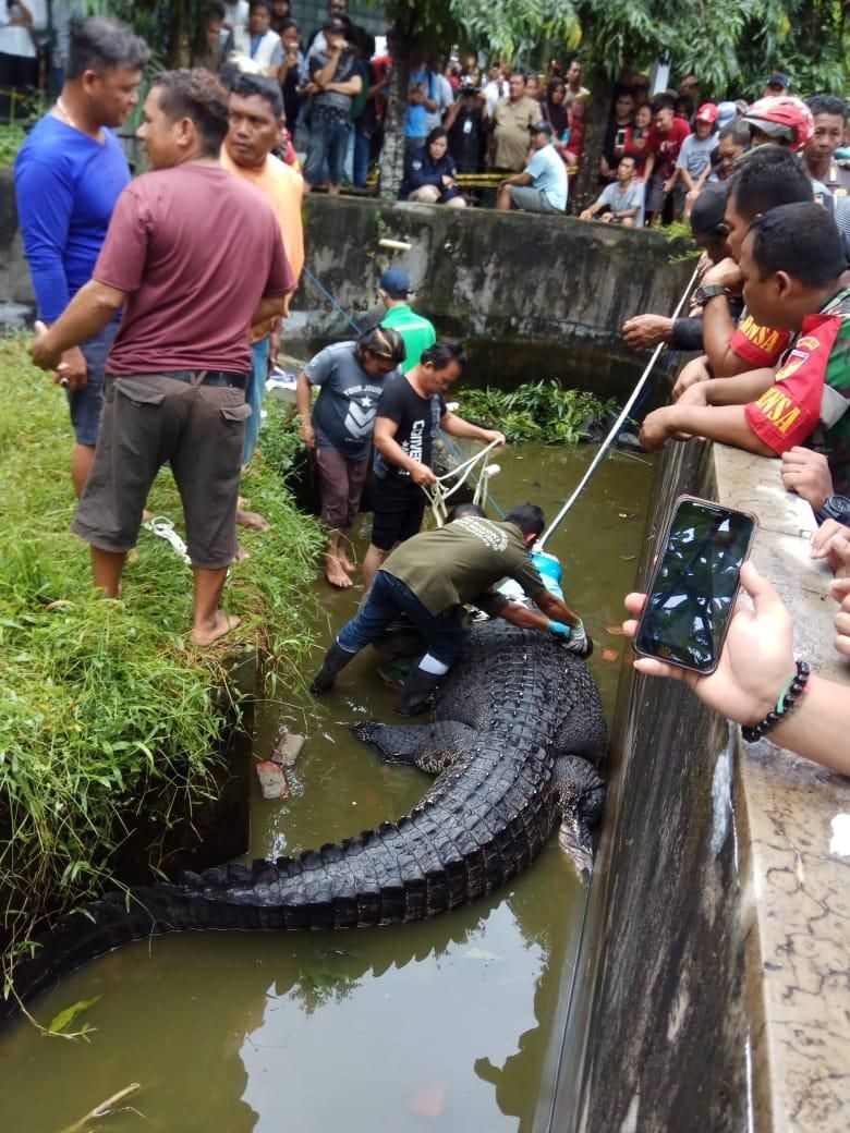 17+ Mimpi Togel Buaya Makan Orang