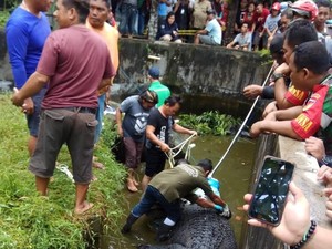 Tak Lagi Diikat, Buaya Mery yang Makan Orang akan Ditaruh di Kolam