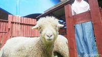 Wisatawan bisa berinteraksi dan berfoto dengan domba-domba ini. Wisatawan hanya membayar Rp 5 ribu per orang untuk masuk ke Omah Domba di TRMS (Uje Hartono/detikTravel)
