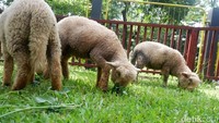 Banyak wisatawan menyebut, Domba Batur bentuknya lucu seperti yang ada di film Shaun the Sheep (Uje Hartono/detikTravel)