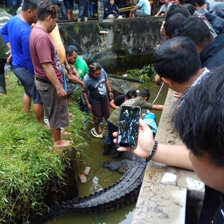 Polisi Bidik Pemilik Buaya 600 Kg yang Makan Orang di Sulut Polisi Bidik Pemilik Buaya 600 Kg yang Makan Orang di Sulut