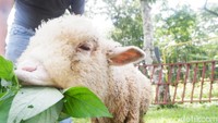 Dombat memiliki bulu tebal hingga menutup kaki dan kepala. Tidak seperti domba pada umumnya (Uje Hartono/detikTravel)
