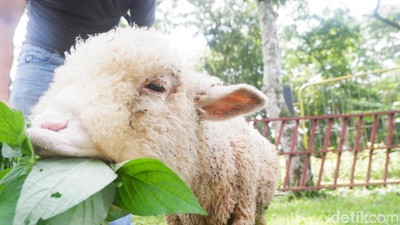 Foto: Penampakan Domba Batur yang Populasinya Terus Turun
