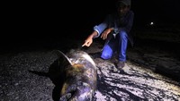 Seekor bangkai dugong ditemukan terdampar di Pantai Pulai Bungkuk Indah, Desa Mundam di Kota Dumai, Riau, Minggu (13/1/2019).