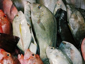 Ikan Segar Lebih Awet Kalau Disimpan dengan Cara Ini