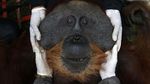 Potret Evakuasi Orangutan yang Terjebak di Perkebunan Warga Aceh