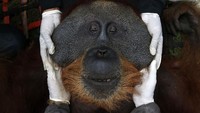 Orangutan tersebut berjenis kelamin jantan (Foto: Dok. Antara Foto)