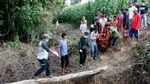 Potret Evakuasi Orangutan yang Terjebak di Perkebunan Warga Aceh