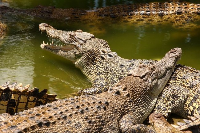 5 Fakta Menarik Soal Daging Buaya, Rasanya Mirip Daging Ayam dan Ikan