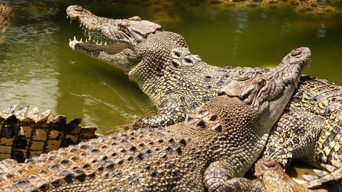 Foto: iStock Foto: iStock