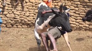 Potret Para Pria Madagaskar Membanting Banteng untuk Mencari Istri