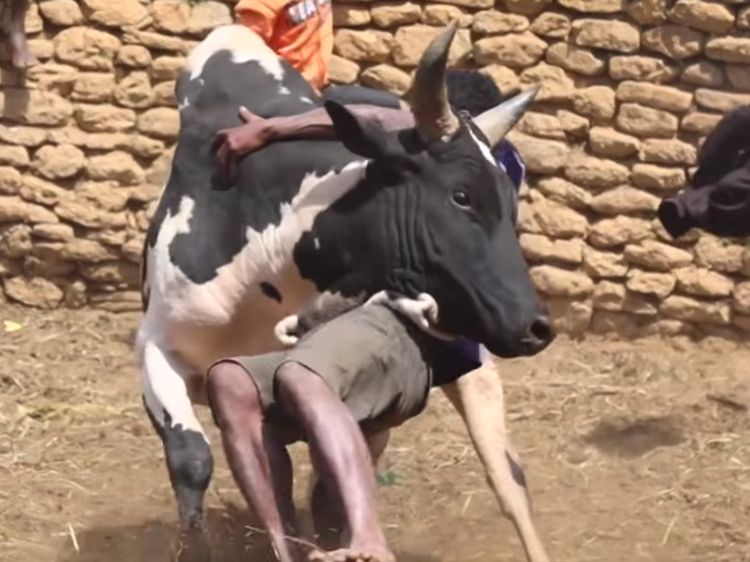 Potret Para Pria Madagaskar Membanting Banteng untuk Mencari Istri