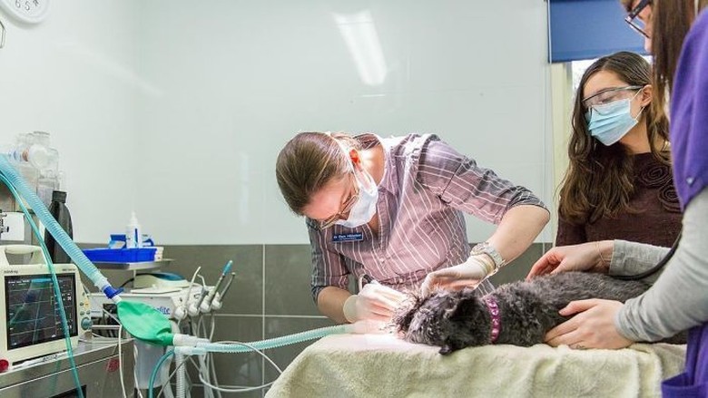 Dokter Hewan di Australia Alami Stres Lebih Tinggi Dibanding Profesi Lain Dokter Hewan di Australia Alami Stres Lebih Tinggi Dibanding Profesi Lain