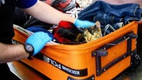 Lain dengan cerita di Bandara Internasional Erie di Pennysylvania. Petugas menemukan kucing hidup yang dimasukan ke dalam kotak dan diletakan di dalam koper. (tsa/Instagram)
