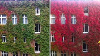 Foto yang diambil di tempat yang sama pada dua minggu yang berbeda. (Foto: Boredpanda)