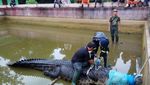 Wow! Sebesar Ini Buaya 600 Kg yang Makan Orang di Sulut