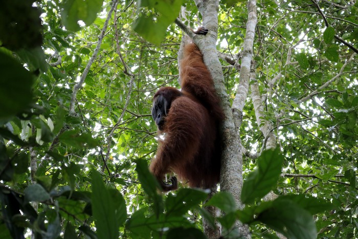 Petugas gabungan dan warga mengevakuasi seekor Orangutan sumatra (Pongo abelii) yang terjebak di perkebunan warga di desa Titi Pobin, Trumon Timur, Aceh Selatan, Aceh, Senin (14/1/2019). Orangutan jantan itu akan dilepasliarkan kembali ke habitatnya di kawasan Suaka Margasatwa Rawa Singkil. ANTARA FOTO/Hasan/Irp/pras.