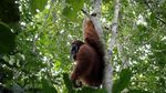 Potret Evakuasi Orangutan yang Terjebak di Perkebunan Warga Aceh