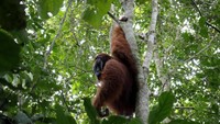 Orangutan tersebut berjenis orangutan sumatra (Pongo abelii) (Foto: Dok. Antara Foto)