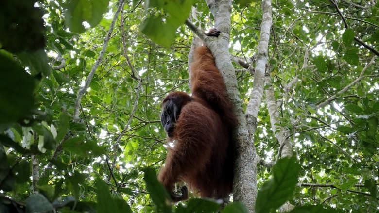 Orangutan Bukan Musuh Kita Orangutan Bukan Musuh Kita