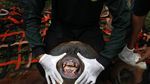 Potret Evakuasi Orangutan yang Terjebak di Perkebunan Warga Aceh