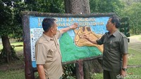 Karena biasa berpindah dari satu kelompok ke kelompok lain, Santi banyak kawin-mawin dengan monyet-monyet jantan di tujuh kelompok berbeda. Kata orang Baduy, Santi adalah pemegang pakakas (kunci kekuasaan) (Andi Nurroni/detikTravel)