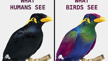 Apa yang dilihat manusia berbeda warnanya dengan yang disaksikan burung. (Foto: boredpanda)