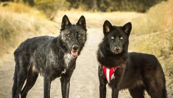 Hewan yang kiri memiliki persentase 98 persen serigala, dan yang kanan 40 persen serigala. (Foto: Boredpanda)