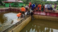 Buaya makan manusia kolam perusahaan pengelola Mutiara di Desa Ranowangko, Kecamatan Tombariri, Kabupaten Minahasa, pada Kamis (10/1) lalu.