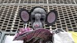 Aksi Tikus Berdasi Gaungkan Indonesia Bersih dari Korupsi
