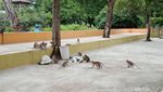 Pangandaran dan Ratu Hutan Tercantiknya dalam Foto