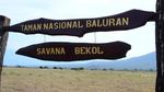 Tak Ada Wisatawan, Satwa di Baluran Santuy Jalan-Jalan
