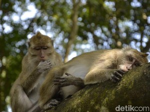 Pangandaran Punya Ratu Monyet Tercantik dan Suka Ngaca
