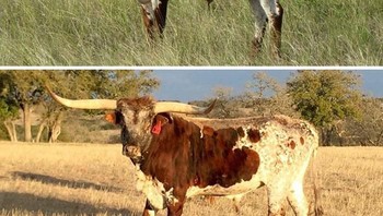 Foto banteng yang sama dalam jarak waktu 5 tahun kemudian dengan perubahan fisik yang lebih gahar. (Foto: Boredpanda)